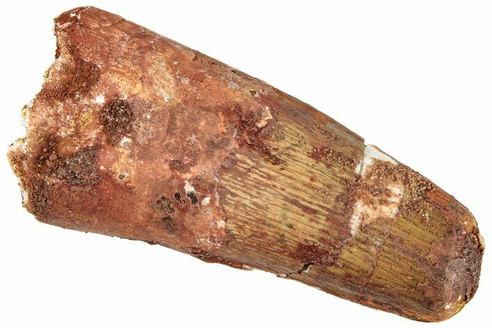 Fossil Spinosaurus Tooth - Feeding Worn Tip #296541